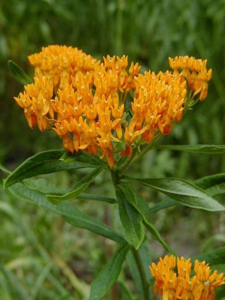 Butterfly Weed (Asclepias tuberosa) Sun Exposure: