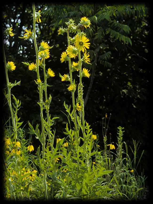 Compass Plant (Silphium laciniatum) Sun Exposure: Full sun Soils: Dry Blooms: Jul - Sep, Yellow Height: 4-8 ft