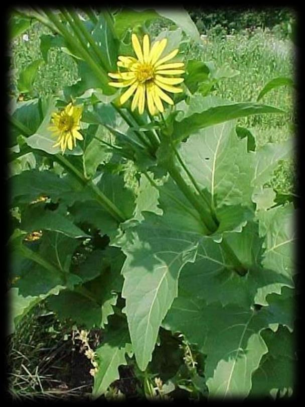 Cup Plant (Silphium perfoliatum) Sun Exposure: Full sun Soils: Dry to wet Blooms: Jul-Sep, Yellow Height: 4-8 ft