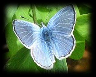 butterflies like the Spring Azure, great source for pollinators, leaves historically