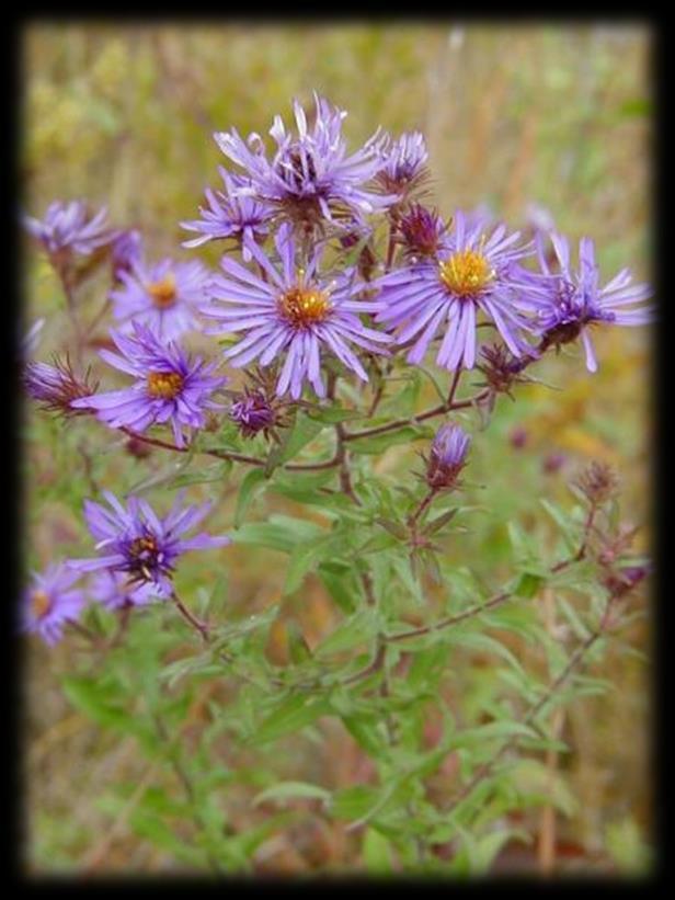 Attracts bees, butterflies, best if grown in clumps, moderate deer resistance New England Aster