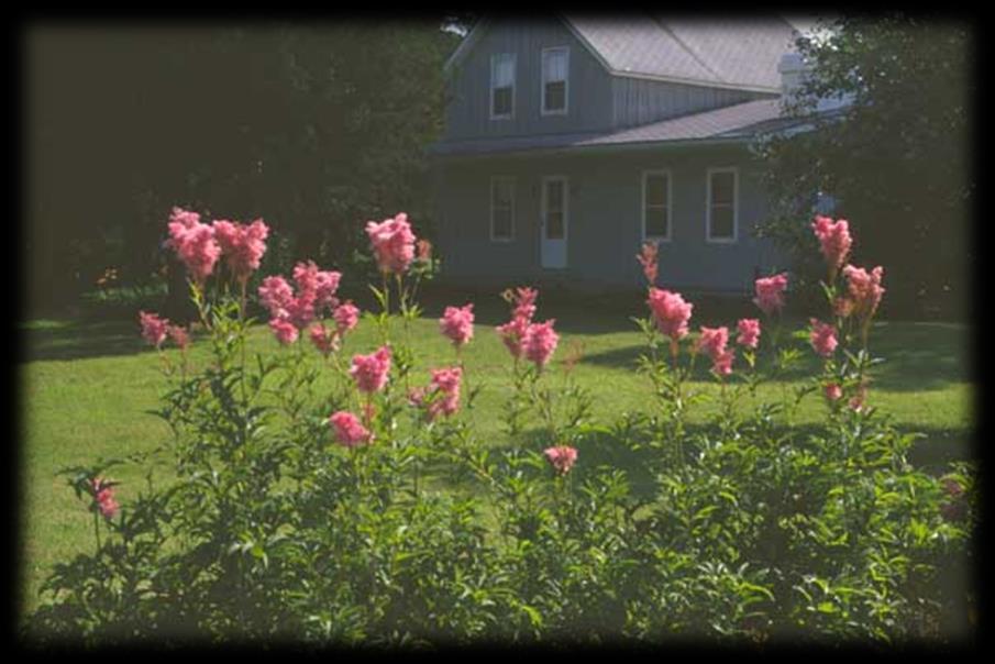 Queen of the Prairie (Fillipendula rubra) Sun: Full Sun Soils: Moist Blooms: Jun - July, Pink Height: 4-5 ft Loves rich