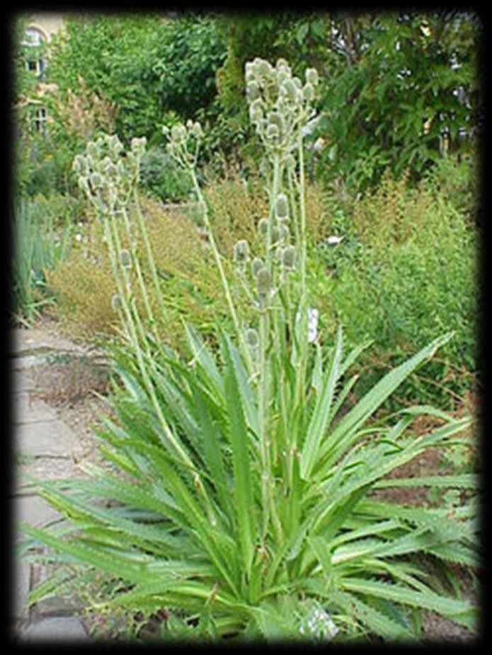 Rattlesnake Master (Eryngium yuccifolium) Sun: Full Sun Soils: Dry to moist Blooms: Jun Aug, White Height: 3-5 ft A