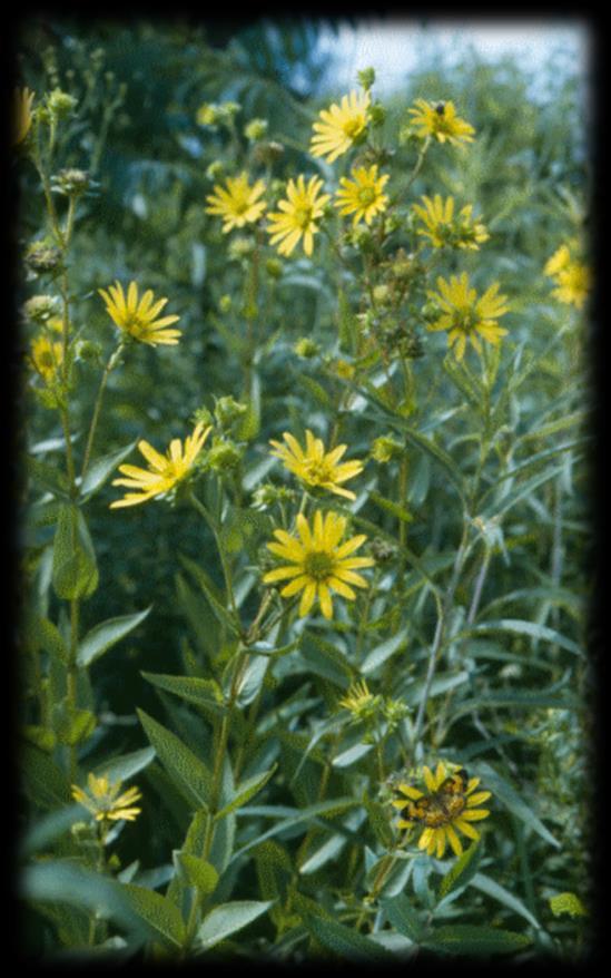 Rosin Weed (Silphium integrifolium) Sun: Full Sun Soils: Dry to moist Blooms: July-Sep, Yellow Height: 2-6 ft
