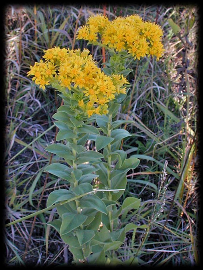 Stiff Goldenrod (Solidago rigida) Sun: Full Soils: Dry to moist Blooms: Aug-Oct, Yellow