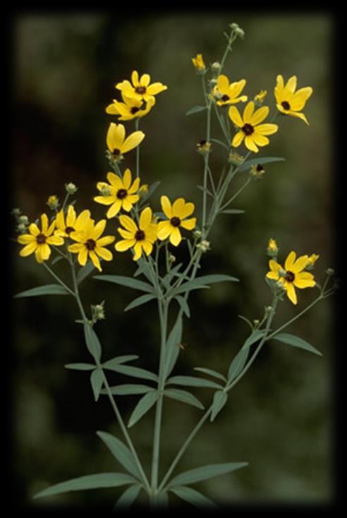 pollinators Tall Coreopsis (Coreopsis tripteris) Sun: Full to part sun Soils: Moist to dry Blooms: