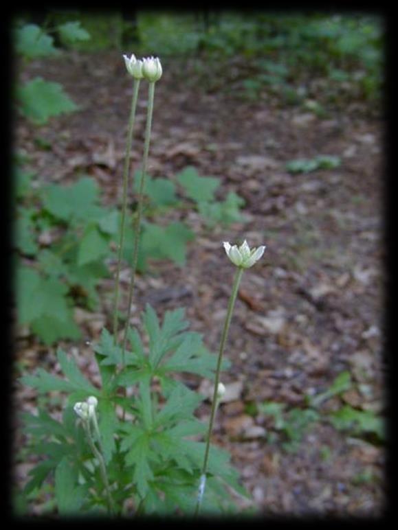 Thimbleweed (Anemone cylindrical) Sun: Full to part sun Soils: Dry Blooms: June-Aug, White Height: