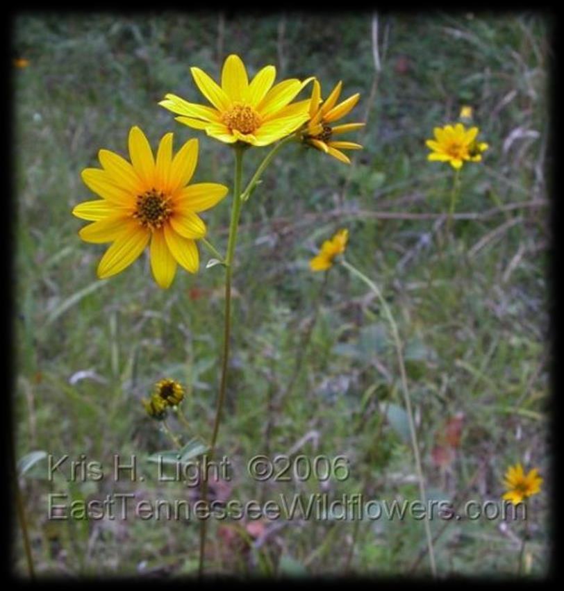 spaces Western Sunflower (Helianthus occidentalis) Sun: Full sun Soils: Dry to moist Height: 1-3 ft