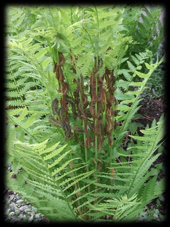 Woodland Rescues Ferns Cinnamon Fern (Osumunda cinnamomea) Soils: Wet to Moist Sun: Sun to shade