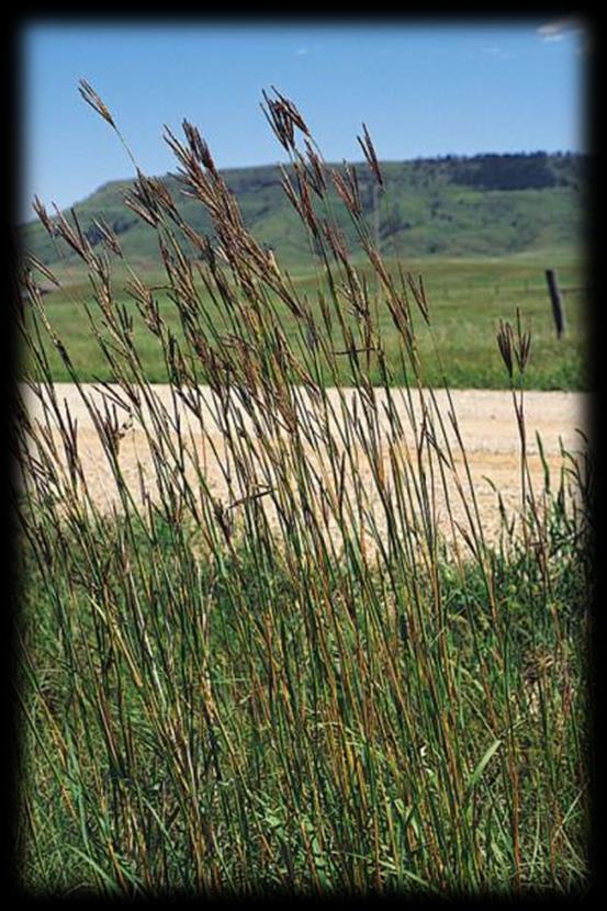 Grasses Big Bluestem (Andropogon gerardii) Soil: Moist to dry