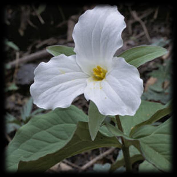 White Trillium (Trillium grandiflorum) Sun: Part sun to shade Soils: Moist Blooms: May Jun, White Height: 1 2 ft Readily eaten by deer, long lived, white flower turns pinkish towards the