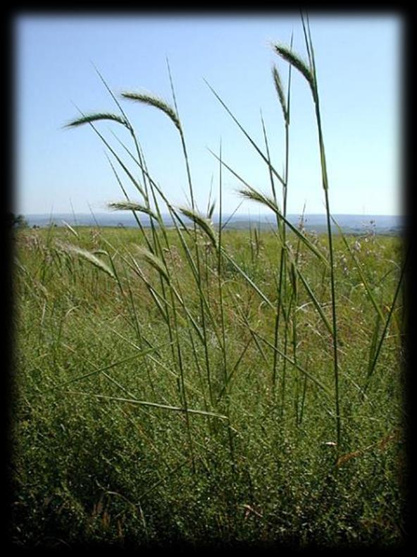Canada Wild Rye (Elymus Canadensis) Soil: Moist Sun Exposure: