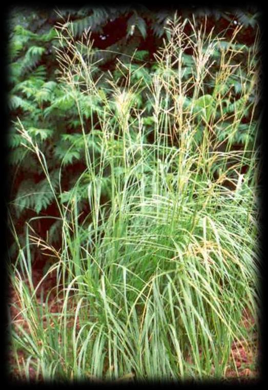 Prairie Cord Grass (Spartina pectinata) Soils: Wet Sun Exposure: Full sun Height: 4 6 ft Fall