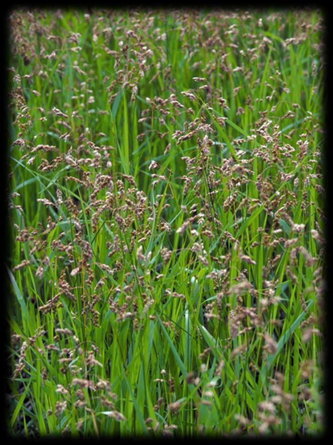 Sweet Grass (Anthoxanthum odoratum) Soils: Moist to wet Sun Exposure: Full sun Height: 1