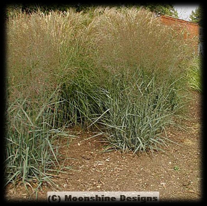 to part shade Height: 3 6 ft Fall color: Yellow Clump forming, warm-season grass that