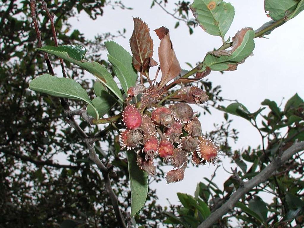 (Cedar-hawthorn rust) Gymnosporangium clavipes (Cedar-quince rust) Junipers Woody rosaceous