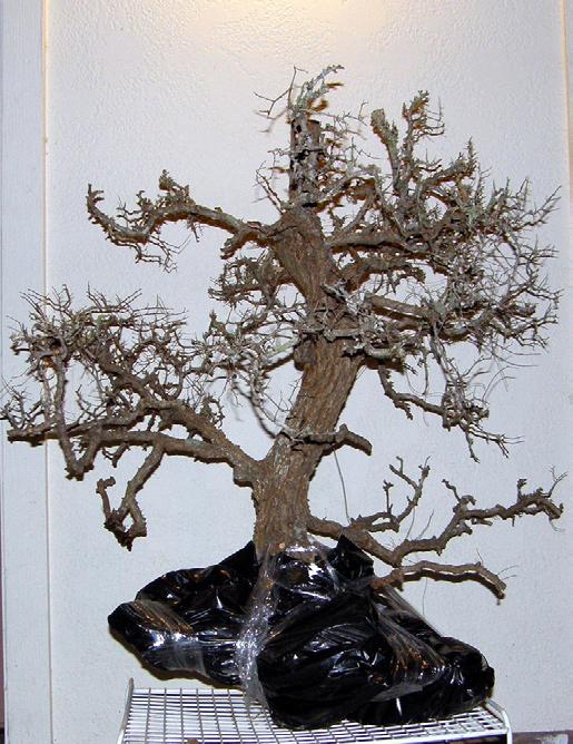 We ll learn why this area is one of most important in Bonsai and what to look for. Some of us have poor looking nebari on our trees and Mike will give advice on how to make improvements.