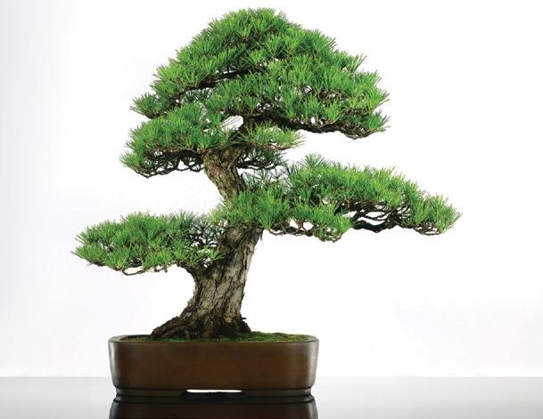 GRAND RAPIDS SHOW IS COMING THIS WEEKEND! Be sure to make the trip this weekend to see an incredible bonsai show.