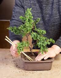 Bonsai deal poorly with freezing weather to begin with, so the combination of repotting stress, pruned roots,