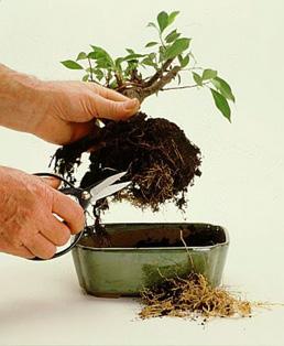 5 - SOIL QUALITY If you're doing a fall repotting, be sure the soil is rich with extra fertilizer or vitamin