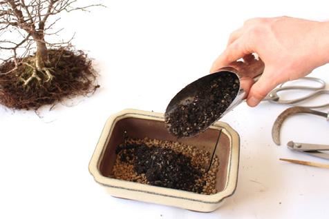 This will help keep the roots healthy and healing throughout the winter, ensuring it's ready for the spring