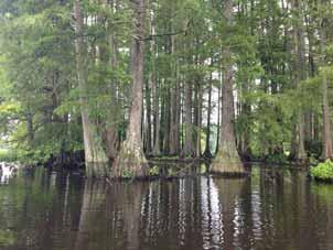 jpg The bald cypress is a wetland tree adapted to areas of calm,