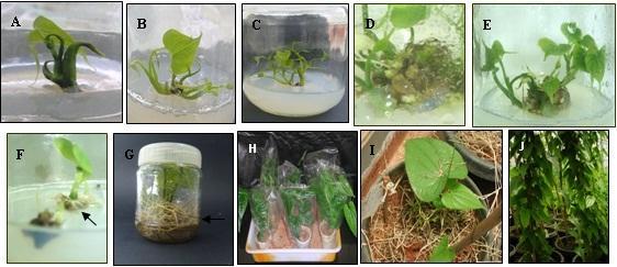 Fig 1. Regeneration and micropropagation of D. prazeri (A) Initiation of shoot regeneration in MS medium with.5 mgl -1 BAP and.