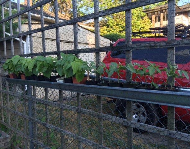 Interesting Information from Our Readers From Saroja in Seattle: Hi! Wanted you to see this. They are pole Bean starts in 4" pots sitting in a rain gutter that we attached to our fence at eye level.