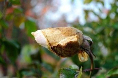 Botrytis Control On Roses By Stan V.