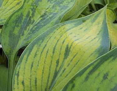 Many of us love hostas for their beautiful color variations, their textures, forms and many of us appreciate their flowers and fragrance.