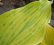 Because of the growing problem with Hosta Virus X in the retail market the American Hosta Society has underwritten research to try to understand this problem better.