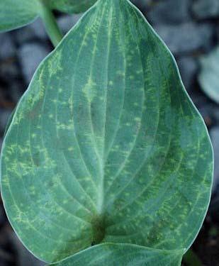 Dr Lockhart discovered the virus in the mid 1990 s when unusual leaf coloring started showing up in large numbers and widely spread across the country, causing concern among collectors and growers.