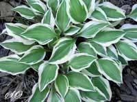 After re-capping the Hostas of Distinction selected over the past umpteen years, he veered into new territory with Hybridizers of Distinction.