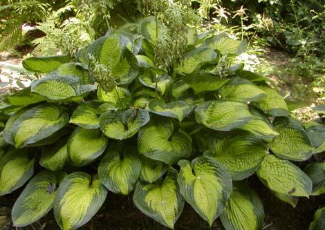 Upcoming Conventions-- Make your reservations now. AHS National Convention Meeting You in St Lois in 2008 June 11-14 An extravaganza of hosta garden tours.