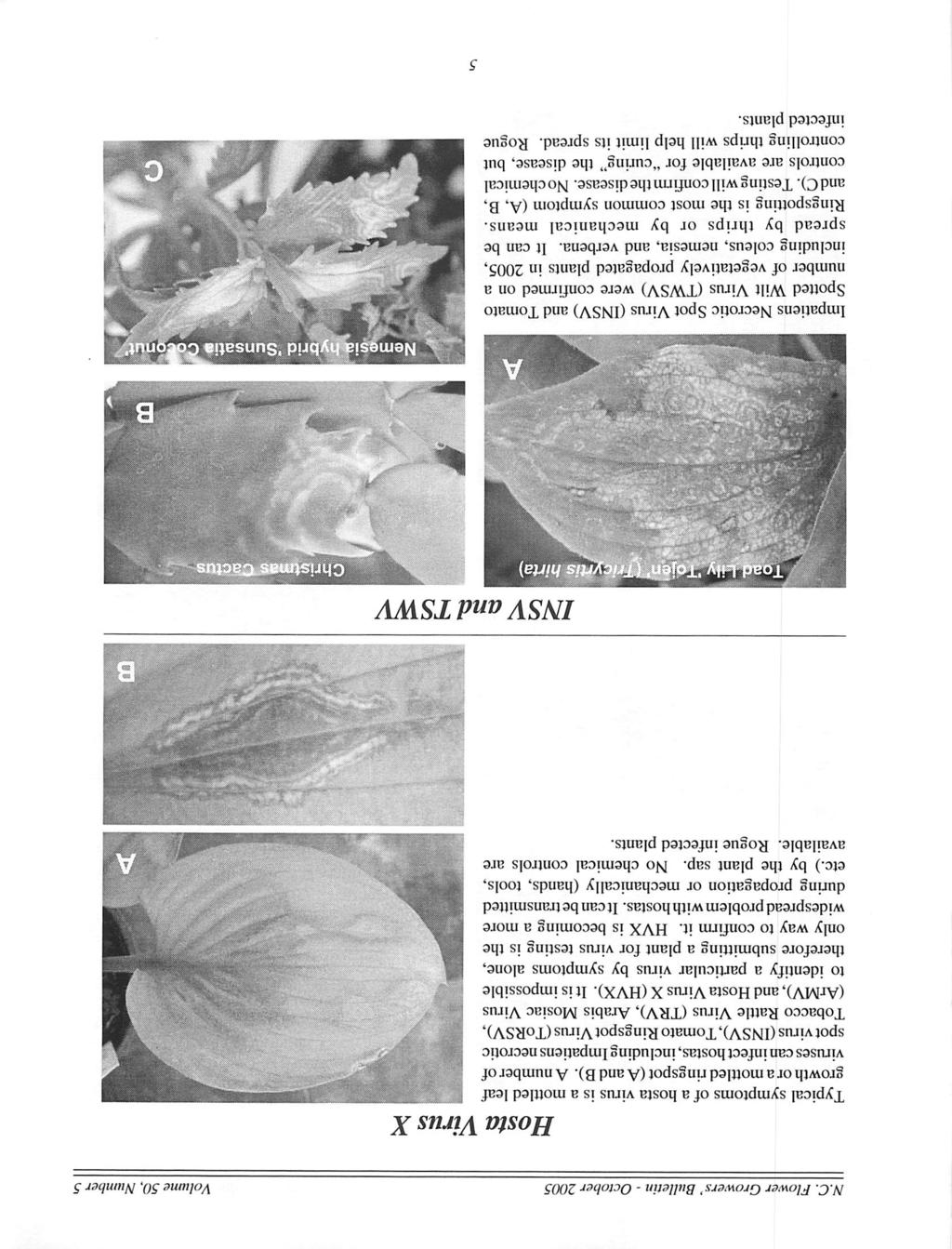 N.C. Flower Growers' Bulletin - October 2005 Volume 50, Number 5 Hosta Virus X Typical symptoms of a hosta virus is a mottled leaf growth or a mottled ringspot (A and B).