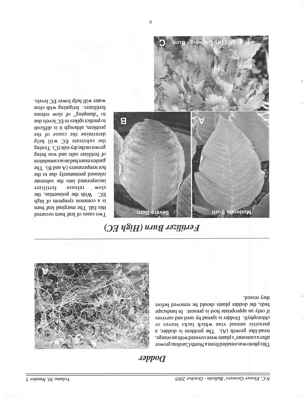 N.C. Flower Growers' Bulletin - October 2005 Volume 50, Number 5 This photo was emailedfroma North Carolina grower after a customer's plants were covered with an orange, tread-like growth (A).