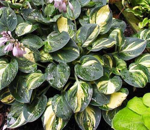 for yellows, blues, or distinctive forms, solid pod parents needed; edged and center variegations produce lethal or green seedlings only COLLECTING, CLEANING AND STORING SEED A.