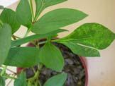 Tobacco Rattle DO NOT buy symptomatic plants