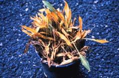 Bedding plants Some woody ornamentals Southern Blight DO NOT buy infected/infested plants Avoid