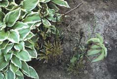 Root/Crown Rots Moderate soil moisture Grow ornamentals in well-drained sites Use a potting soil with adequate drainage Improve drainage in poorly drained yard soils Add organic matter to improve