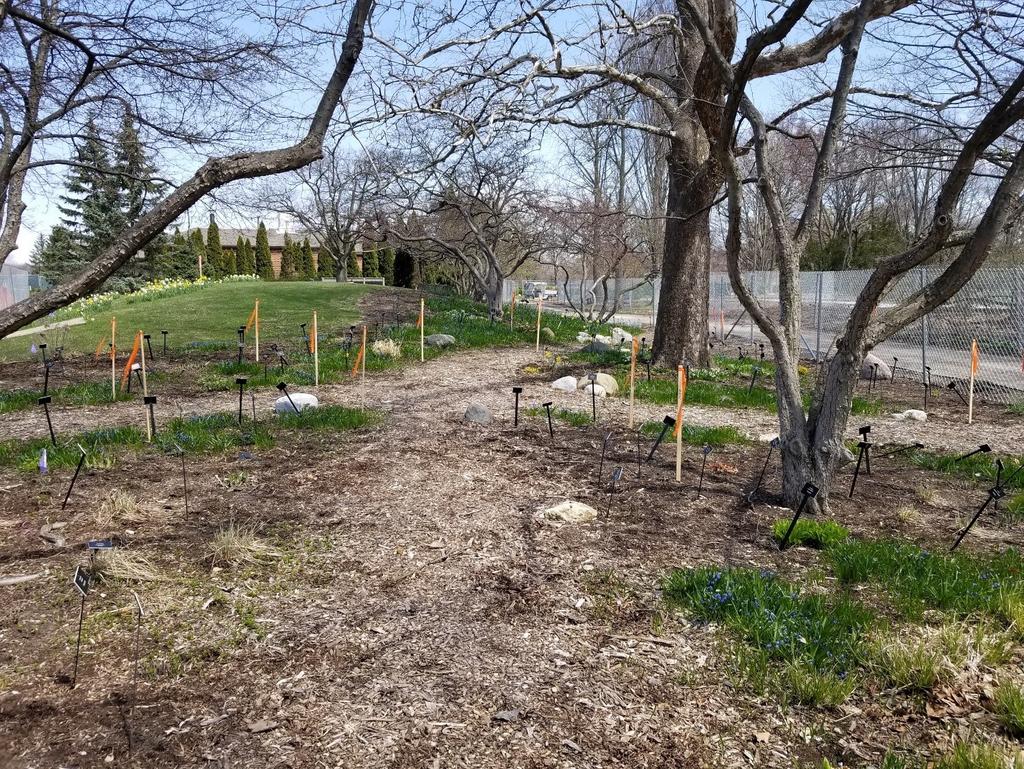 NORTHERN ILLINOIS HOSTA SOCIETY PAGE 10 HOSTA HAPPENINGS CANTIGNY AHS HOSTA GARDEN UPDATE By Barbara King This year s late spring has resulted in some construction delays, although there are signs of