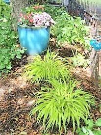 Perennial Plants Worth Waiting For By Sandra Mason, University of Illinois Extension We are a society of instant gratification and instant ratification.
