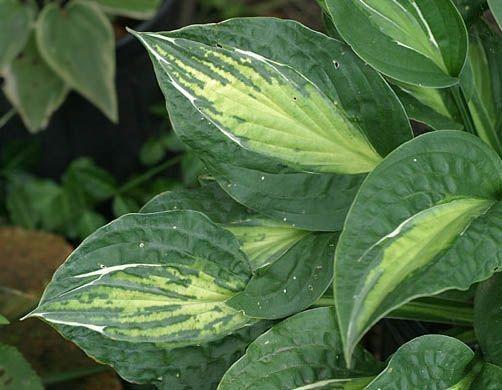 P A G E 1 7 Hosta Virus Myths by C. H. Falstad MYTH - HVX spreads easily/hvx is difficult to spread. FACT - Which is it? Dr.
