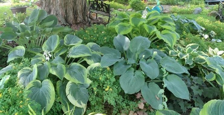 P A G E 4 Hosta Garden Walk #1 Preview June 10 in Sleepy Hollow Our first hosta garden walk of the season will be at the Sleepy Hollow garden of Linda Lood on Sunday, June 10, from 2 to 4 PM.