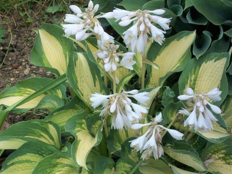 She started with a blank canvas and they have added and removed many trees, rocks & plants over the years to achieve their desired look & feel. Linda s first hostas came from a big box store.