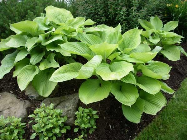 P A G E 5 Hosta Garden Walk #2 Preview June 24 in Lisle Rockford & Central Wisconsin Bus Tour Sat June 16 After over 20 years of effort Diane Ancede has designed, built and maintains this garden