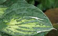 o The virus is permanent and will be with the plant until it dies. o HVX is now the most common hosta virus. So far it has only infected hostas. o No hostas should be considered immune at this time.