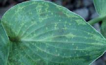 o An infected plant without symptoms is still infectious. HOW HARMFUL IS THE VIRUS TO THE PLANTS?