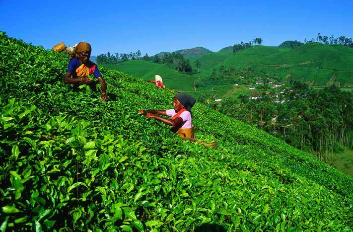 Tea pickers near Ooty Spice, Trade and Botanicals Histories along the Malabar Coast 19 January 2