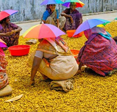 The cost of the tour is 2,480 per person sharing (excluding international flights and transfers) Tour Leaders Sorting turmeric in Cochin Bill Bynum is Professor Emeritus at University College London.